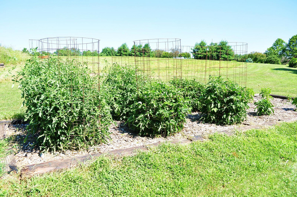 Tomatoes growing in cages. Image by flickr user jeffreyw.