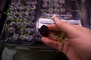 Upside down tomato plants - prepare seedling